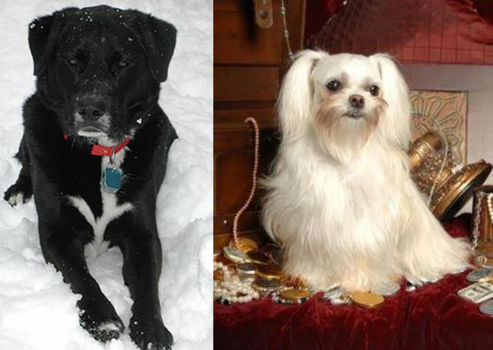 Toy Mi-Ki vs St. John's Water Dog - Breed Comparison
