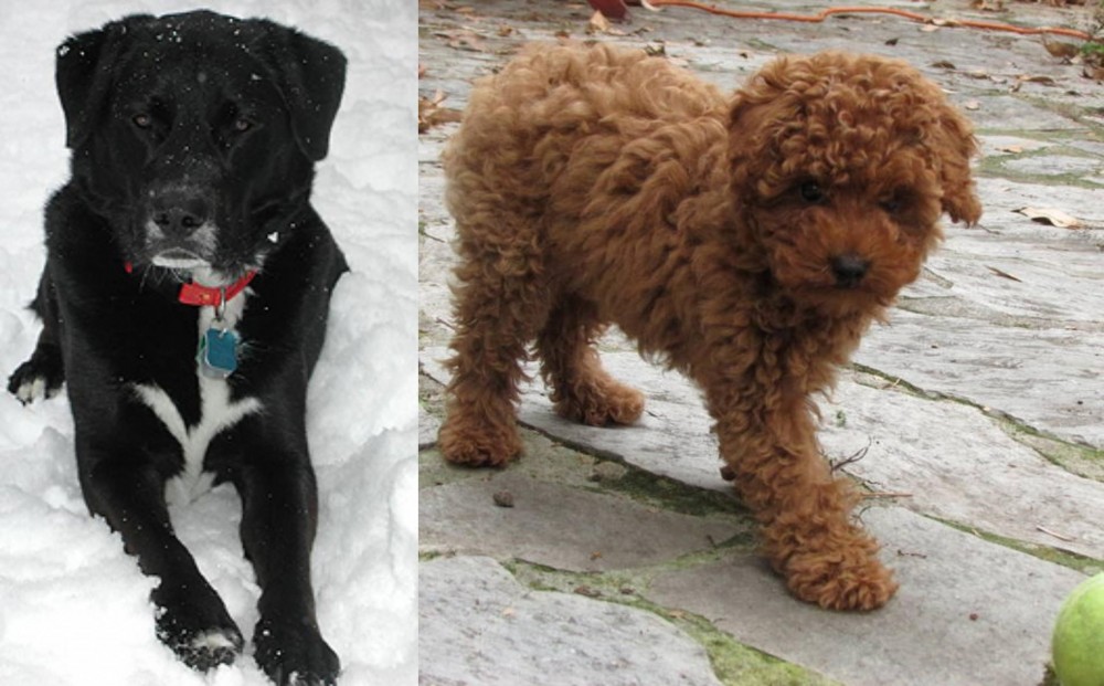 Toy Poodle vs St. John's Water Dog - Breed Comparison