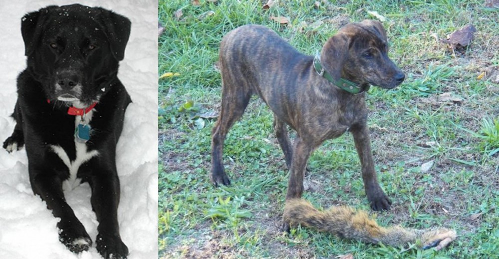 Treeing Cur vs St. John's Water Dog - Breed Comparison