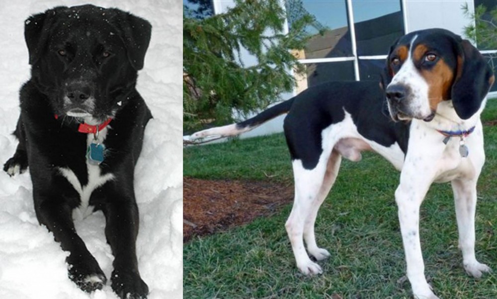 Treeing Walker Coonhound vs St. John's Water Dog - Breed Comparison