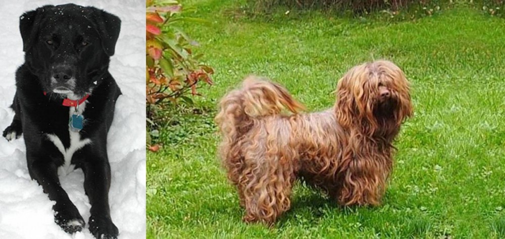 Tsvetnaya Bolonka vs St. John's Water Dog - Breed Comparison