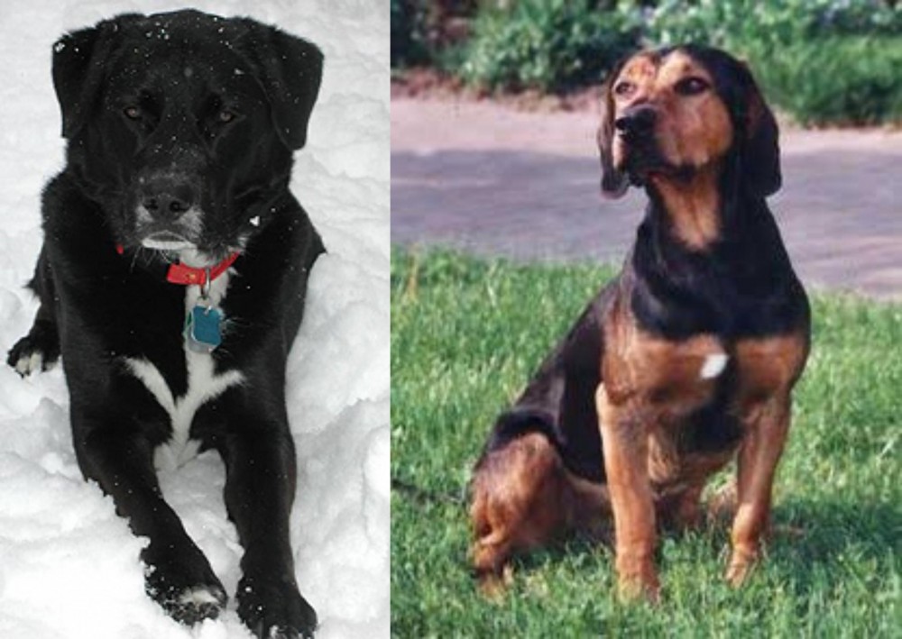 Tyrolean Hound vs St. John's Water Dog - Breed Comparison