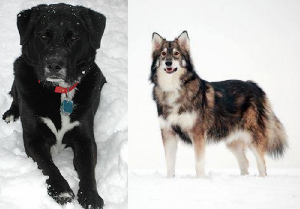 Utonagan vs St. John's Water Dog - Breed Comparison