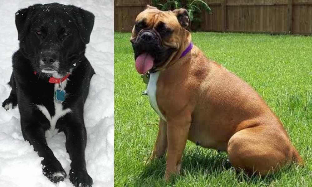 Valley Bulldog vs St. John's Water Dog - Breed Comparison