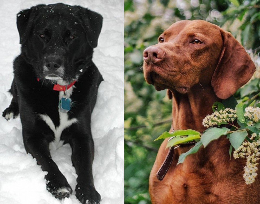 Vizsla vs St. John's Water Dog - Breed Comparison