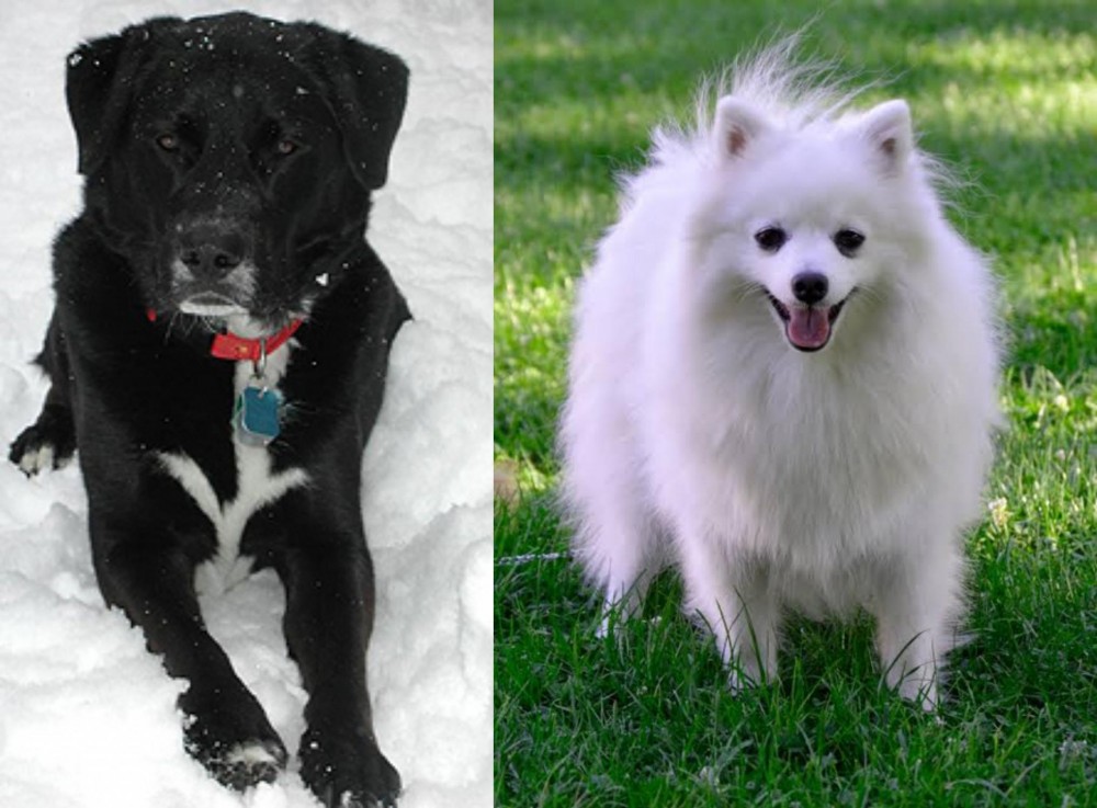 Volpino Italiano vs St. John's Water Dog - Breed Comparison