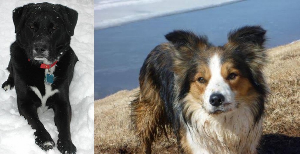 Welsh Sheepdog vs St. John's Water Dog - Breed Comparison