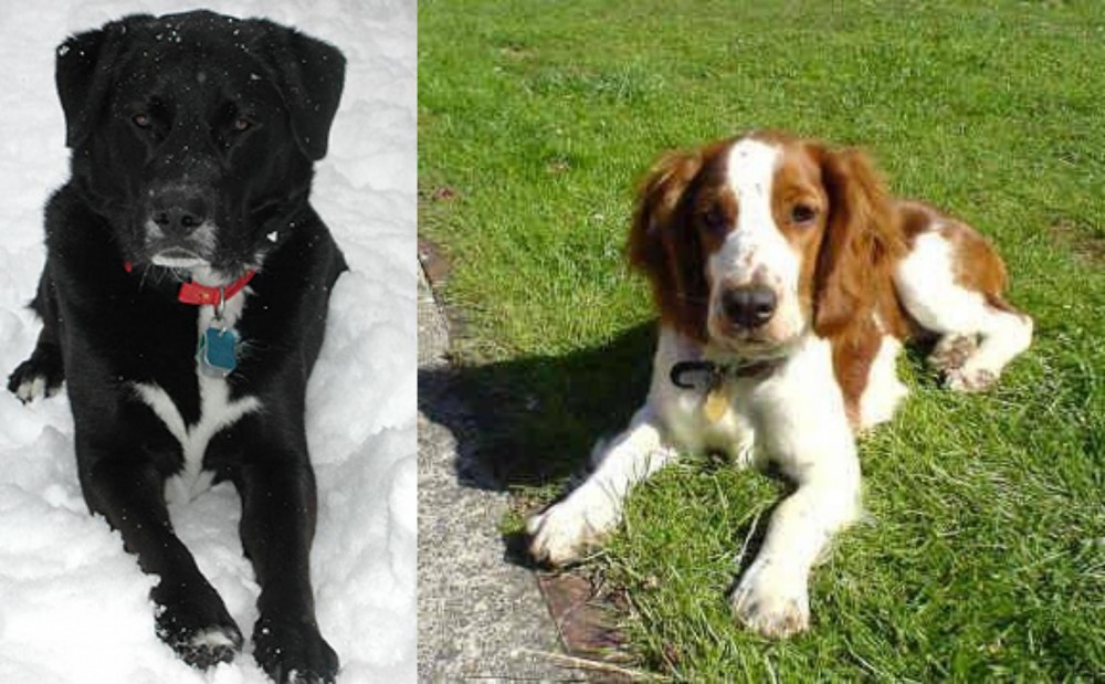 Welsh Springer Spaniel vs St. John's Water Dog - Breed Comparison