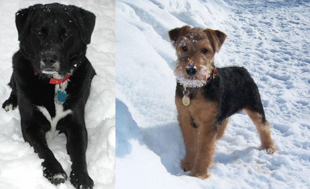 Welsh Terrier vs St. John's Water Dog - Breed Comparison