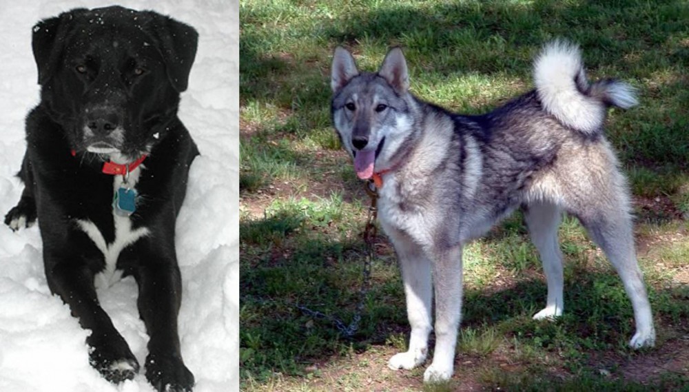 West Siberian Laika vs St. John's Water Dog - Breed Comparison
