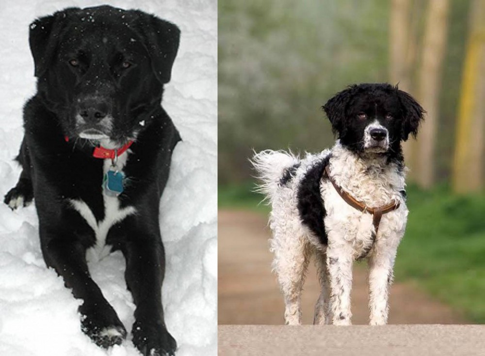 Wetterhoun vs St. John's Water Dog - Breed Comparison