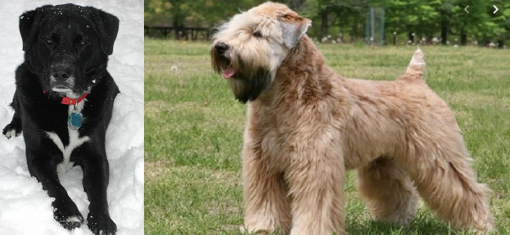 Wheaten Terrier vs St. John's Water Dog - Breed Comparison