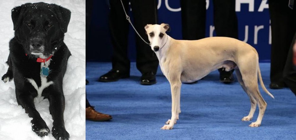Whippet vs St. John's Water Dog - Breed Comparison