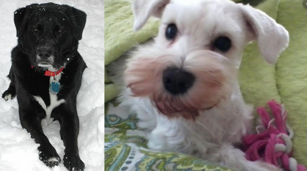 White Schnauzer vs St. John's Water Dog - Breed Comparison