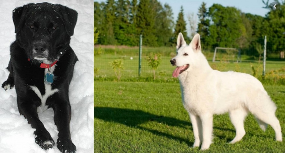 White Shepherd vs St. John's Water Dog - Breed Comparison