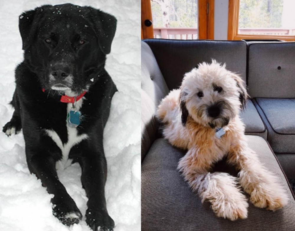 Whoodles vs St. John's Water Dog - Breed Comparison