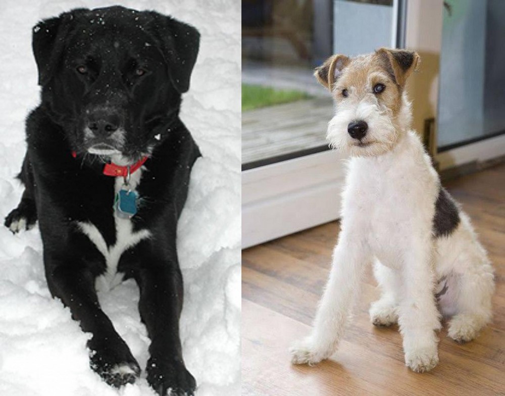 Wire Fox Terrier vs St. John's Water Dog - Breed Comparison