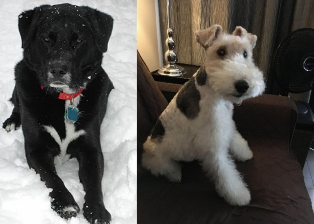 Wire Haired Fox Terrier vs St. John's Water Dog - Breed Comparison