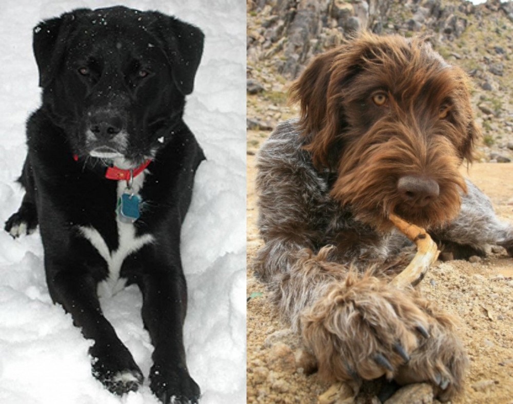 Wirehaired Pointing Griffon vs St. John's Water Dog - Breed Comparison