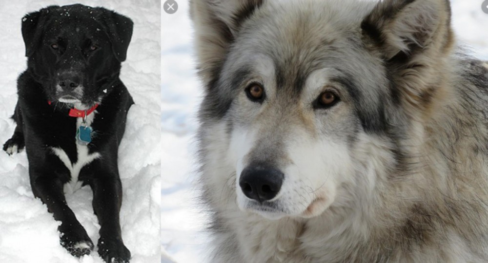 Wolfdog vs St. John's Water Dog - Breed Comparison