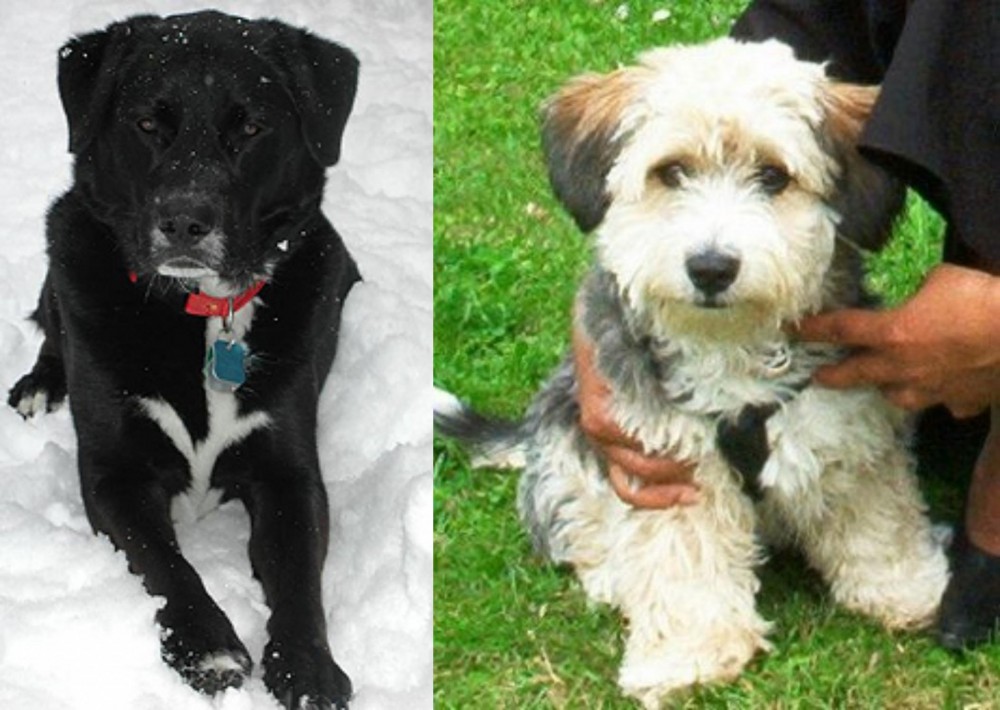 Yo-Chon vs St. John's Water Dog - Breed Comparison
