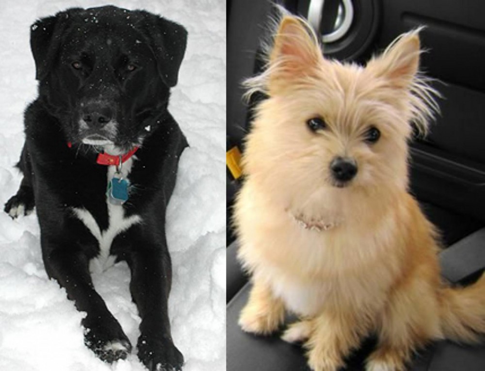 Yoranian vs St. John's Water Dog - Breed Comparison