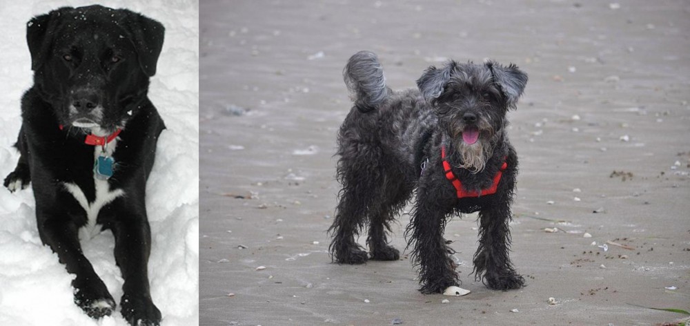 YorkiePoo vs St. John's Water Dog - Breed Comparison