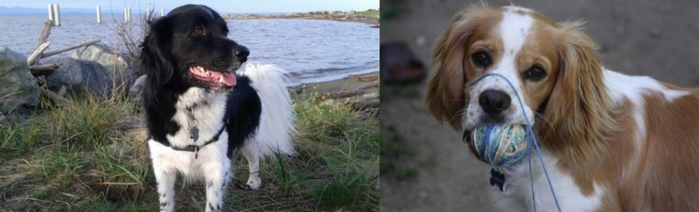Cockalier vs Stabyhoun - Breed Comparison