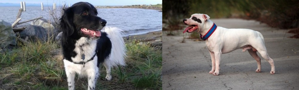 Staffordshire Bull Terrier vs Stabyhoun - Breed Comparison