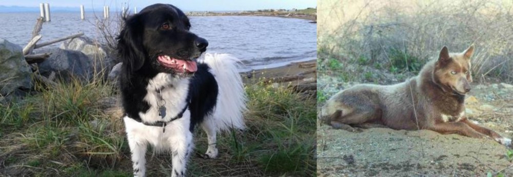 Tahltan Bear Dog vs Stabyhoun - Breed Comparison