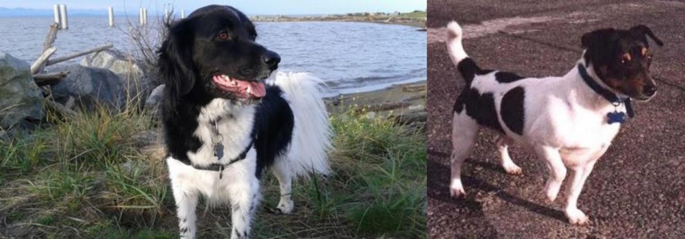 Teddy Roosevelt Terrier vs Stabyhoun - Breed Comparison