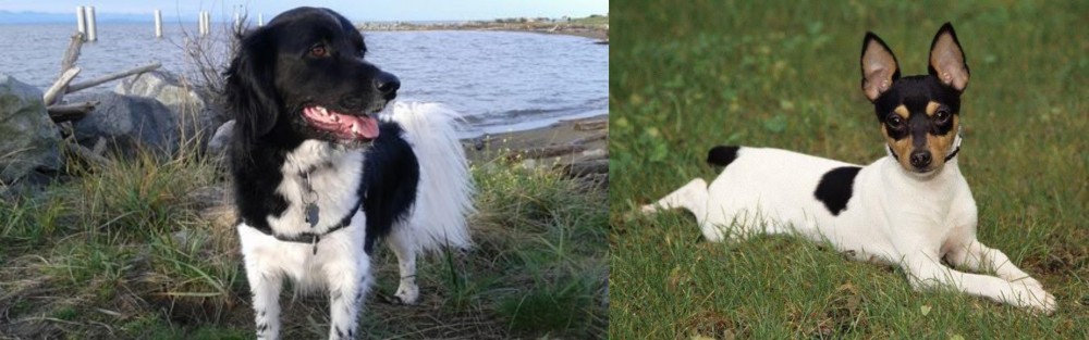 Toy Fox Terrier vs Stabyhoun - Breed Comparison