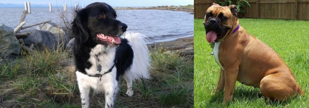 Valley Bulldog vs Stabyhoun - Breed Comparison