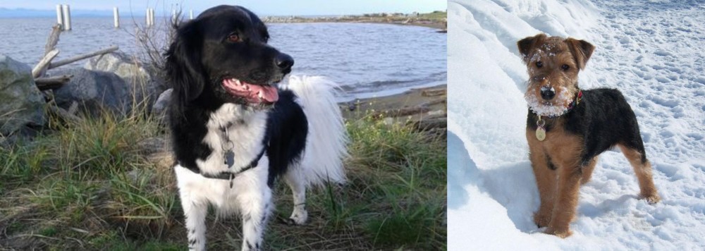Welsh Terrier vs Stabyhoun - Breed Comparison