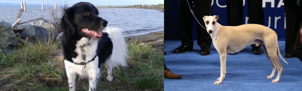 Whippet vs Stabyhoun - Breed Comparison
