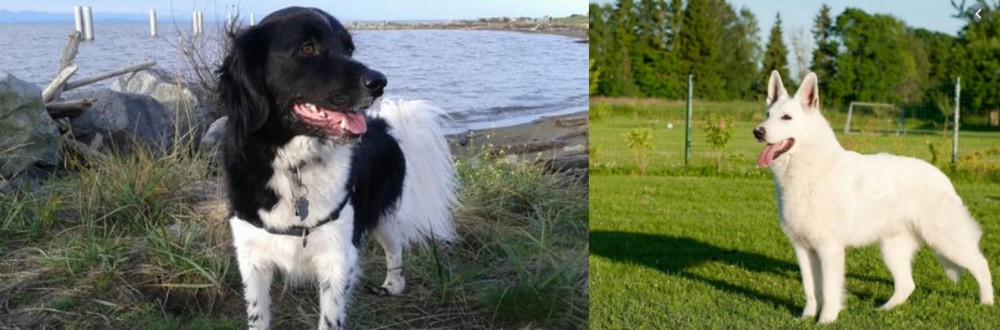 White Shepherd vs Stabyhoun - Breed Comparison