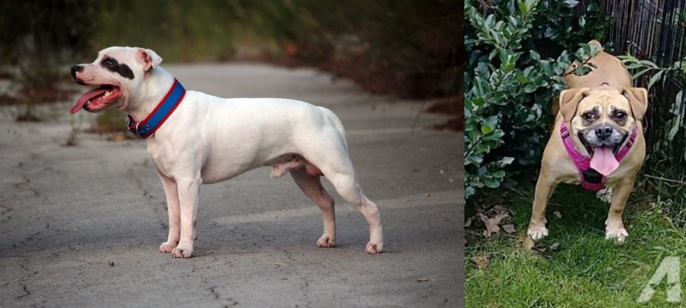 Beabull vs Staffordshire Bull Terrier - Breed Comparison