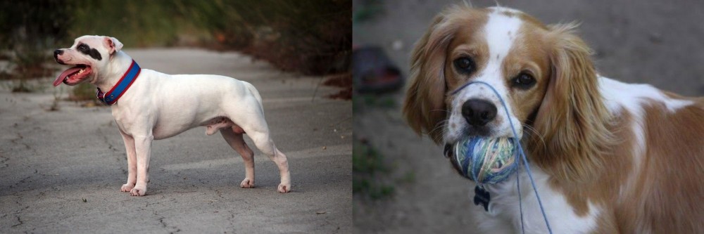 Cockalier vs Staffordshire Bull Terrier - Breed Comparison