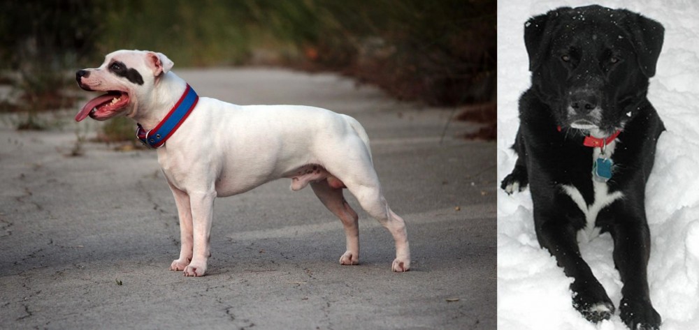 St. John's Water Dog vs Staffordshire Bull Terrier - Breed Comparison