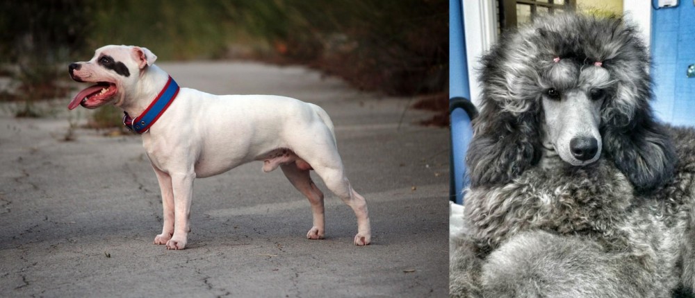 Standard Poodle vs Staffordshire Bull Terrier - Breed Comparison