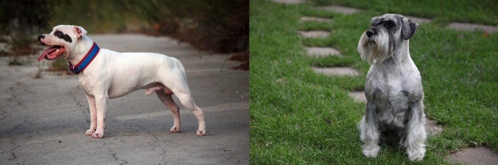 Standard Schnauzer vs Staffordshire Bull Terrier - Breed Comparison