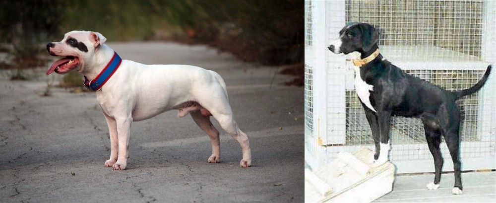 Stephens Stock vs Staffordshire Bull Terrier - Breed Comparison
