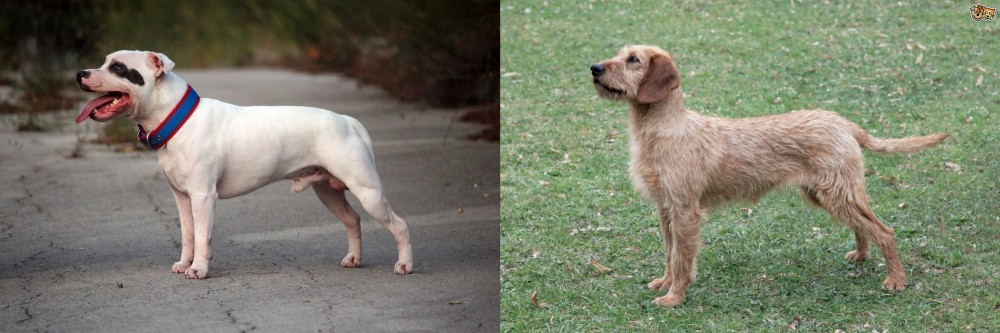 Styrian Coarse Haired Hound vs Staffordshire Bull Terrier - Breed Comparison
