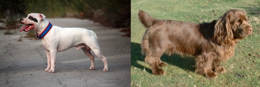 Sussex Spaniel vs Staffordshire Bull Terrier - Breed Comparison