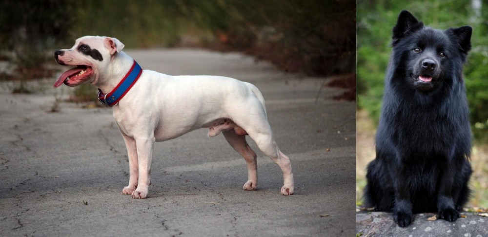 Swedish Lapphund vs Staffordshire Bull Terrier - Breed Comparison