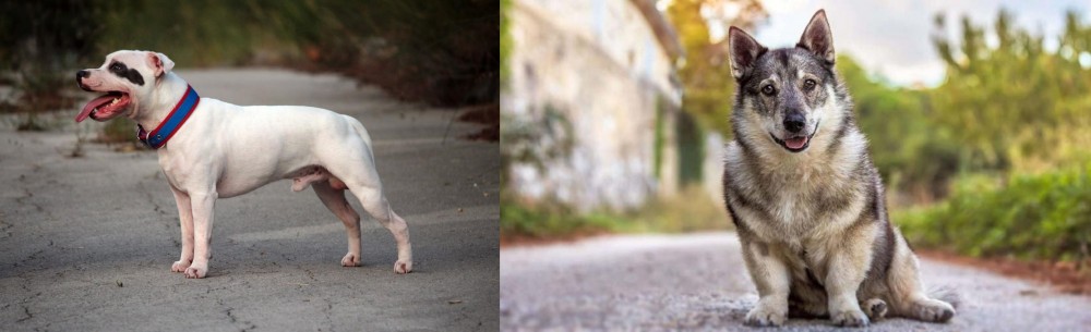 Swedish Vallhund vs Staffordshire Bull Terrier - Breed Comparison