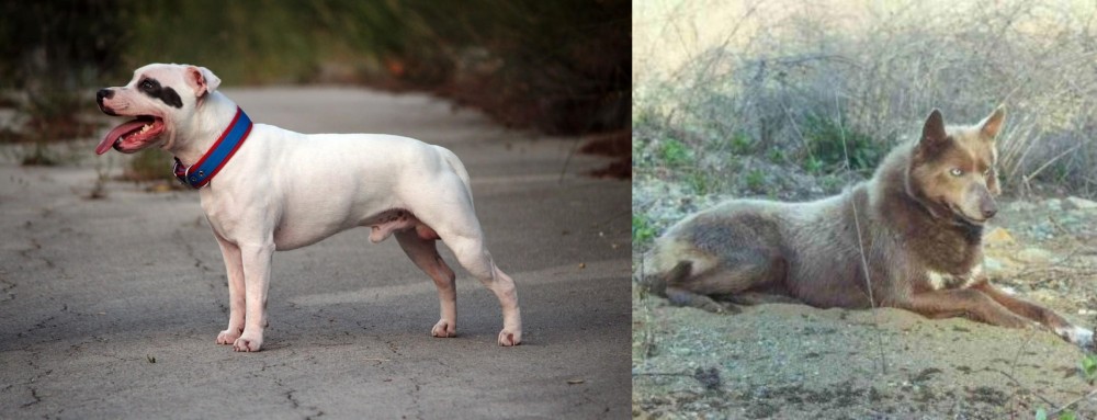 Tahltan Bear Dog vs Staffordshire Bull Terrier - Breed Comparison