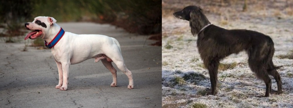 Taigan vs Staffordshire Bull Terrier - Breed Comparison