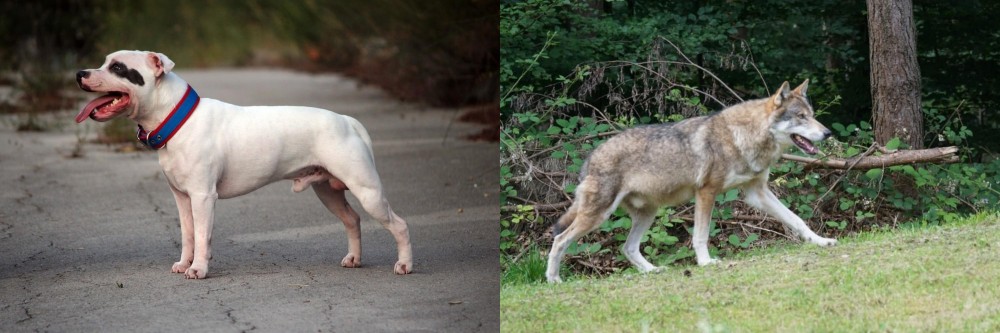 Tamaskan vs Staffordshire Bull Terrier - Breed Comparison