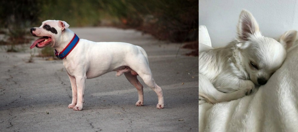 Tea Cup Chihuahua vs Staffordshire Bull Terrier - Breed Comparison